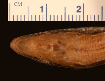Media type: image;   Herpetology R-175743